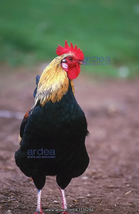: Domestic farmyard rooster : Domestic farmyard rooster