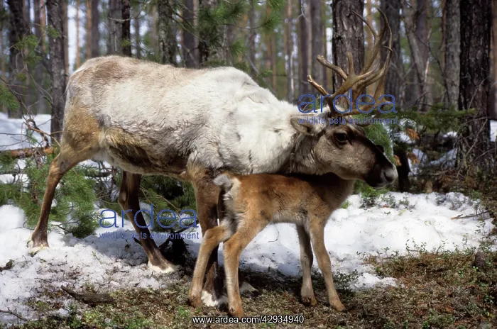 : Domestic female Reindeer with calf : Domestic female Reindeer with calf