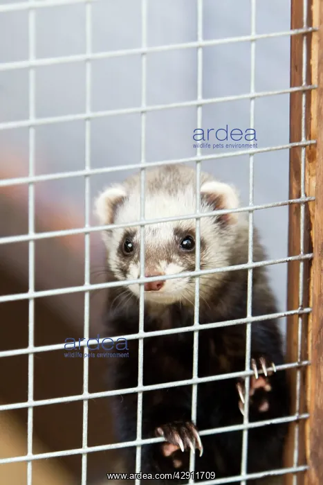  : Domestic Ferret - in cage