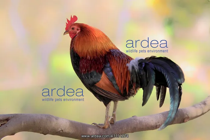: Domestic Fowl (Gallus gallus domesticus), rooster : Domestic Fowl (Gallus gallus domesticus), rooster