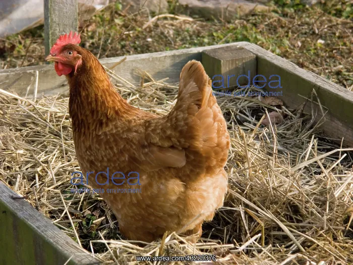 : Domestic free-range chicken : Domestic free-range chicken