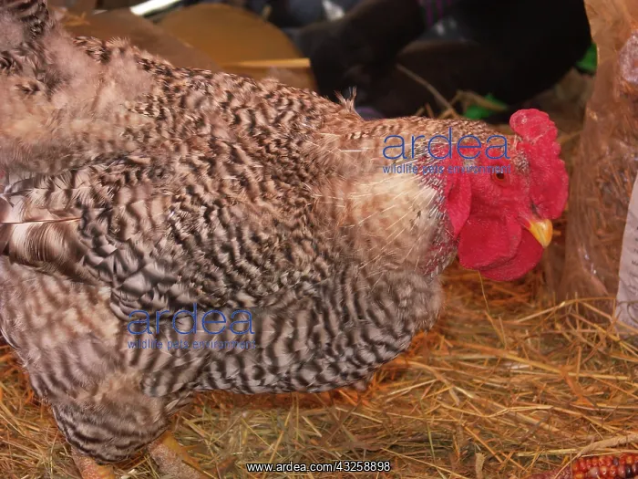 : Domestic free-range rooster : Domestic free-range rooster