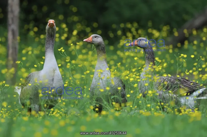 : Domestic Geese in Buttercup flowers - France : Domestic Geese in Buttercup flowers - France