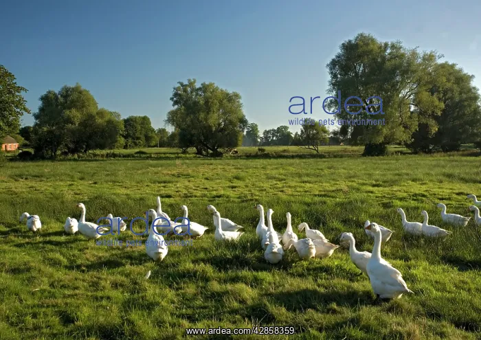: Domestic Geese - In field : Domestic Geese - In field