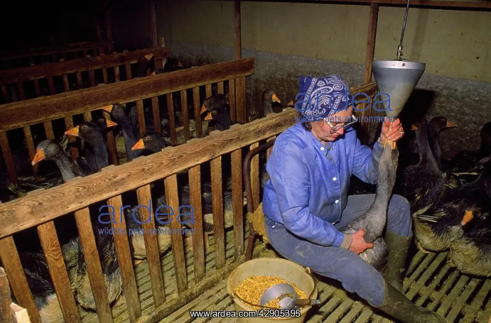 : Domestic Geese - force feeding for Foie Gras : Domestic Geese - force feeding for Foie Gras