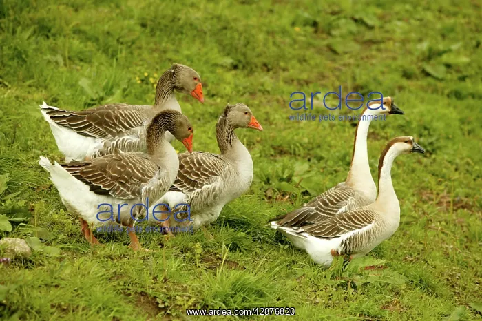 : Domestic Geese - Goose of Toulouse' and Guinea Geese' : Domestic Geese - Goose of Toulouse' and Guinea Geese'