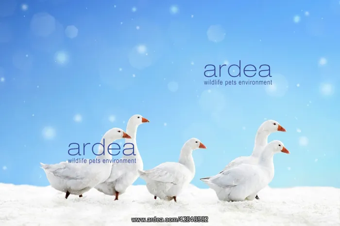  : Domestic Geese - in snow