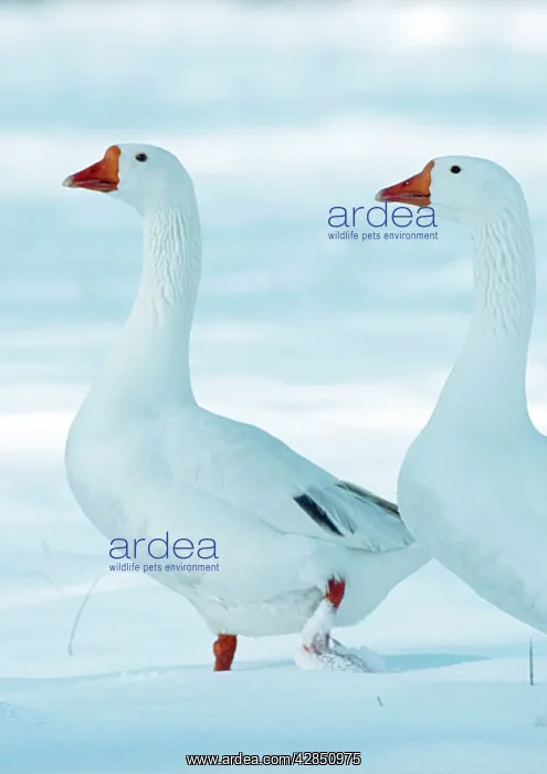  : Domestic Geese - two in snow