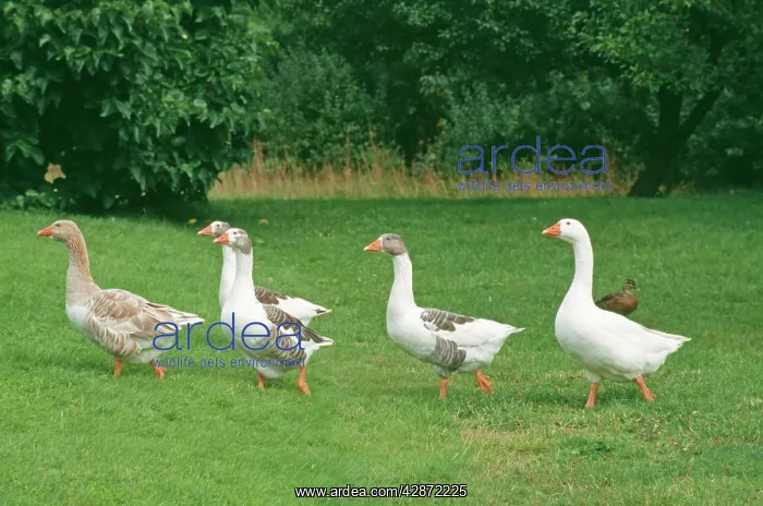  : DOMESTIC GEESE - WALK ON GRASS