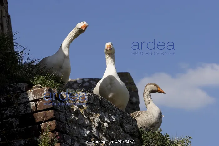 : Domestic geese on a wall : Domestic geese on a wall