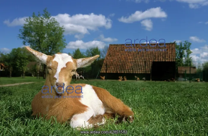  : Domestic Goat