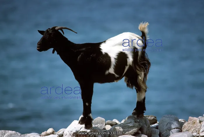 : DOMESTIC GOAT : DOMESTIC GOAT