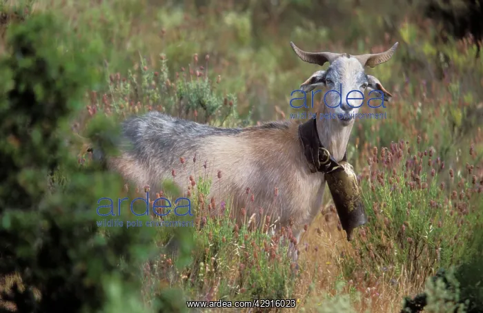 : Domestic GOAT, with bell : Domestic GOAT, with bell