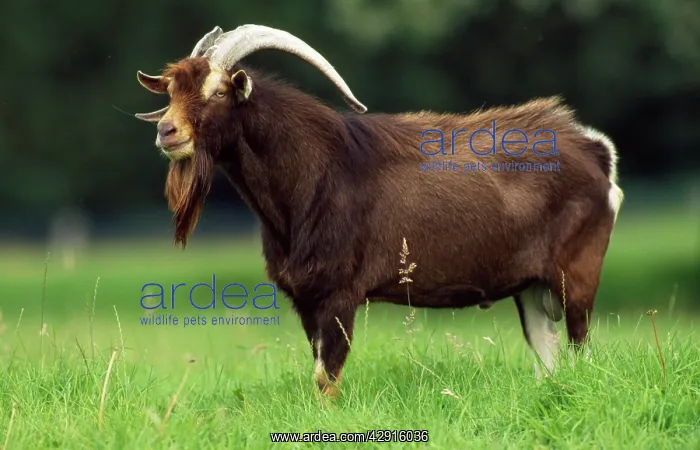 : Domestic GOAT - Billy goat : Domestic GOAT - Billy goat