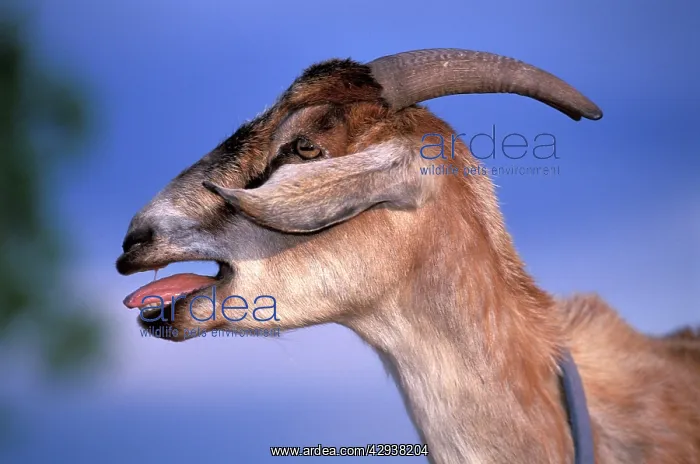 : Domestic GOAT - bleating, side view : Domestic GOAT - bleating, side view