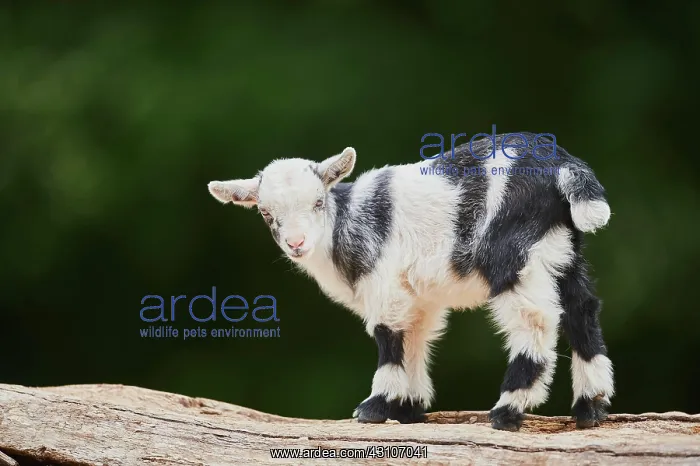 : Domestic goat (Capra aegagrus hircus), kid, standing : Domestic goat (Capra aegagrus hircus), kid, standing