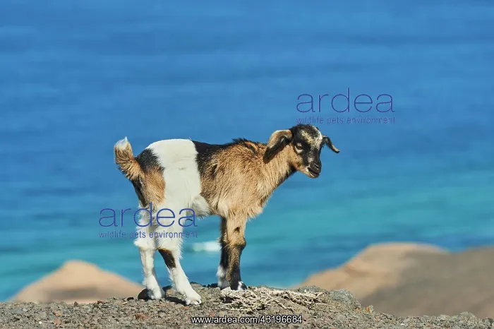 : Domestic Goat (Capra aegagrus hircus ), young animal : Domestic Goat (Capra aegagrus hircus ), young animal