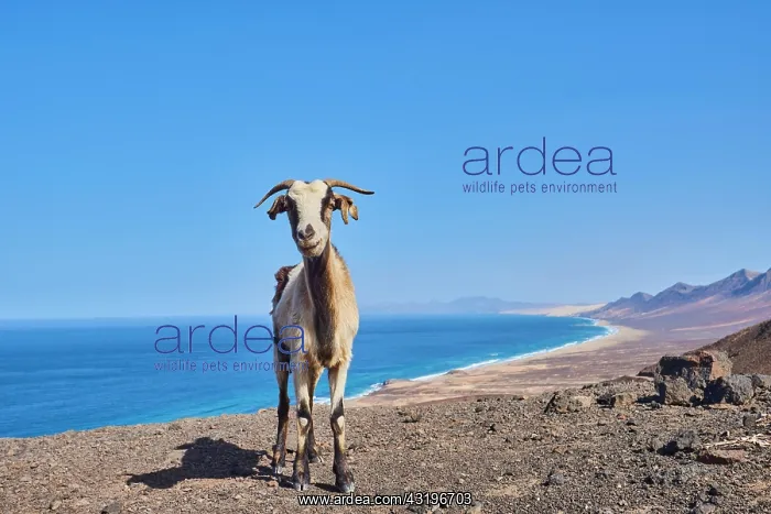 : Domestic Goat (Capra aegagrus hircus ), Playa de : Domestic Goat (Capra aegagrus hircus ), Playa de