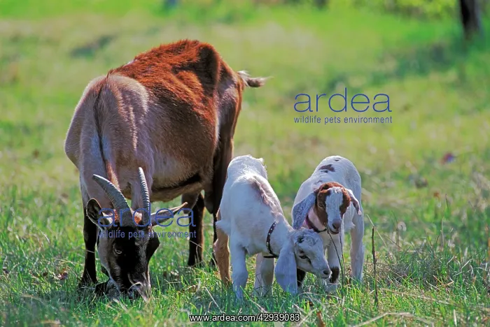 : Domestic Goat with two Kids grassing in meadow : Domestic Goat with two Kids grassing in meadow