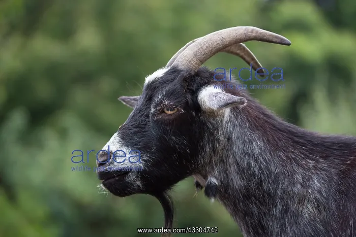 : Domestic Goat Nanny - adult goat - Germany : Domestic Goat Nanny - adult goat - Germany