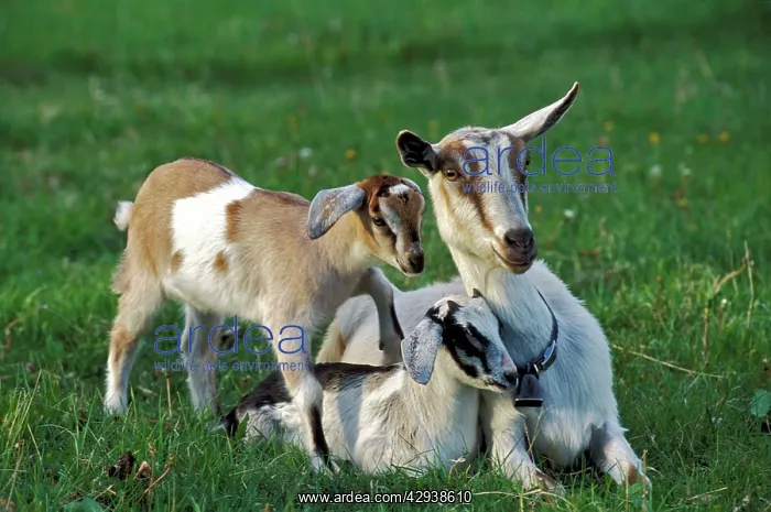 : Domestic Goat with twin kids in meadow : Domestic Goat with twin kids in meadow