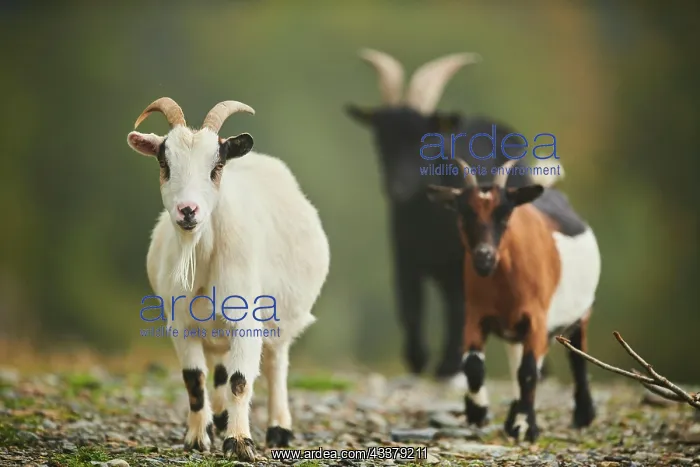 : Domestic goats (Capra hircus), going, wildlife Park : Domestic goats (Capra hircus), going, wildlife Park