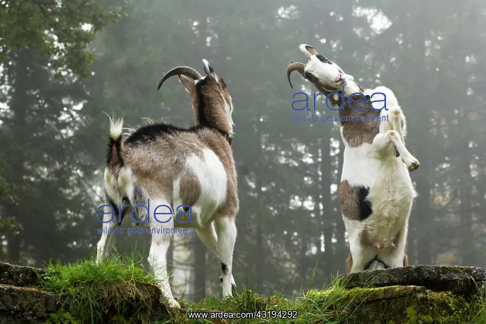 : Domestic Goats (Capra hircus hircus) rising and : Domestic Goats (Capra hircus hircus) rising and