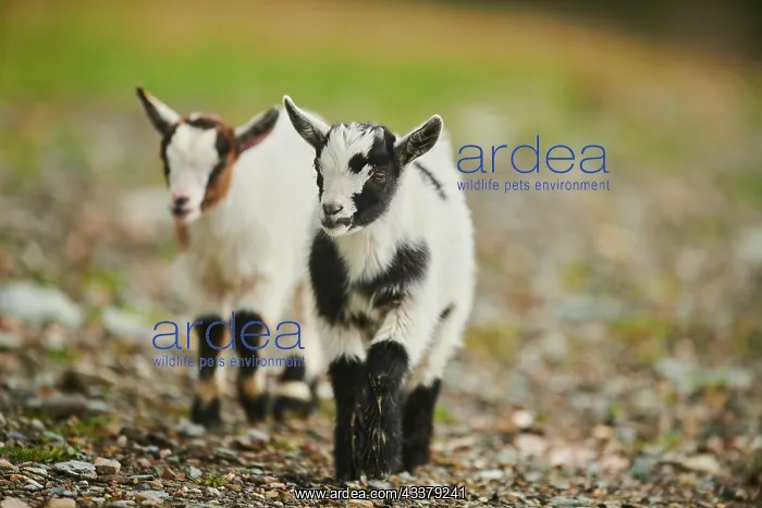 : Domestic goats (Capra hircus), youngster going : Domestic goats (Capra hircus), youngster going