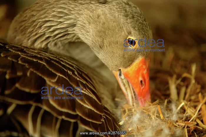 : Domestic Goose : Domestic Goose