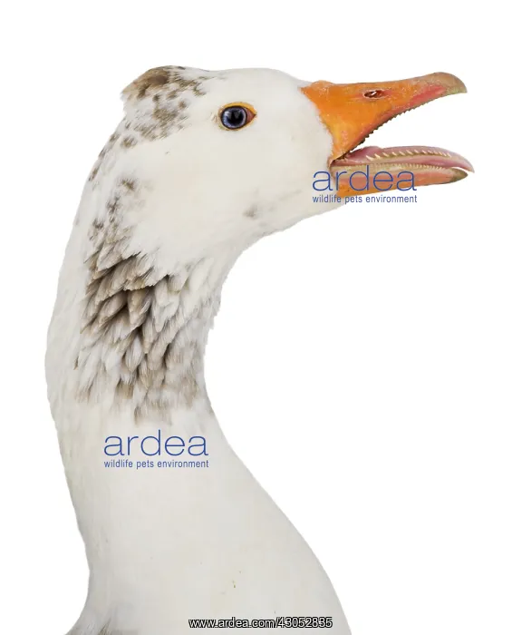 : A domestic goose : A domestic goose