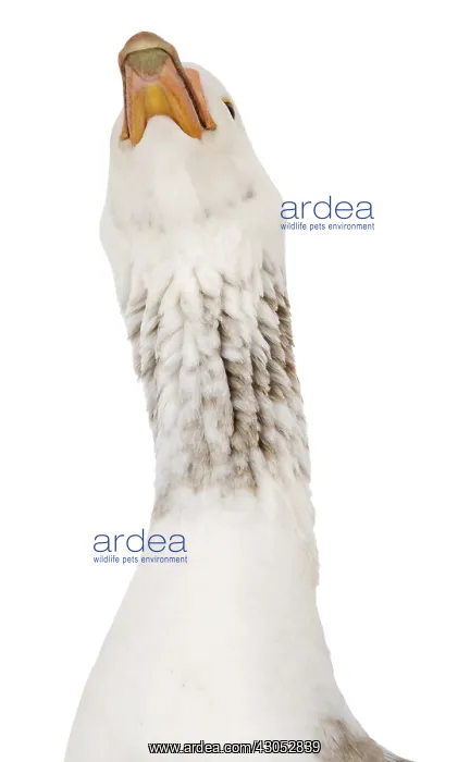 : A domestic goose : A domestic goose
