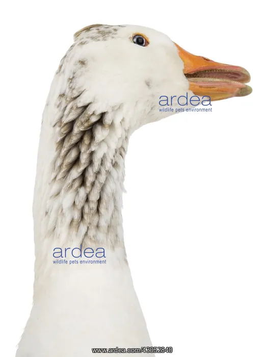 : A domestic goose : A domestic goose