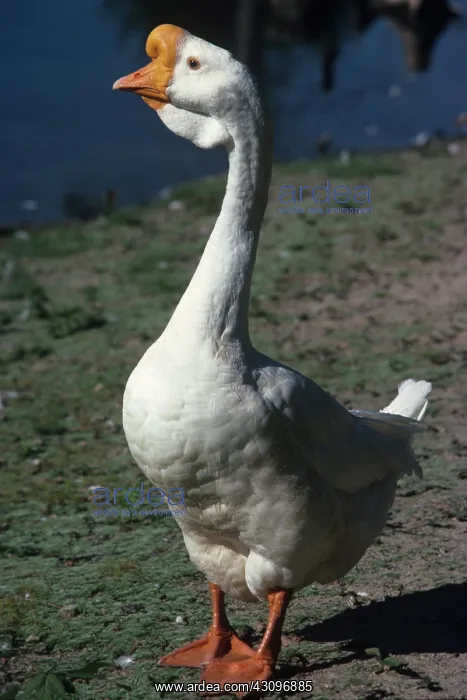 : Domestic Goose : Domestic Goose
