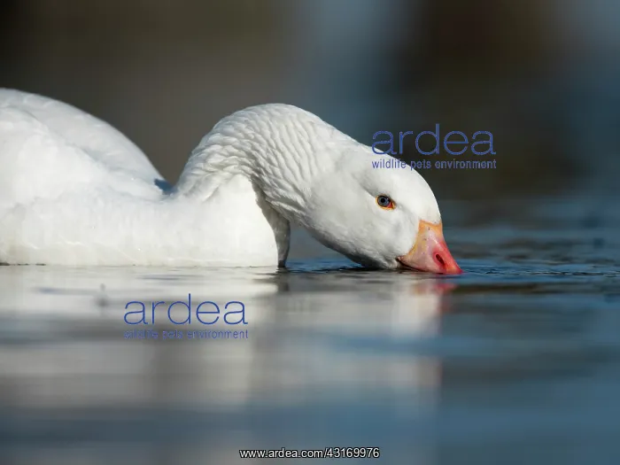 : Domestic Goose : Domestic Goose