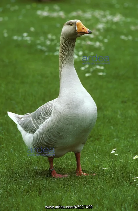 : Domestic goose : Domestic goose