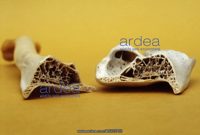  : Domestic Goose - Bird bone section