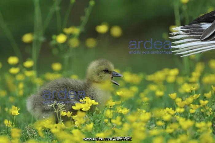 : Domestic Goose chick in Buttercup flowers - France : Domestic Goose chick in Buttercup flowers - France