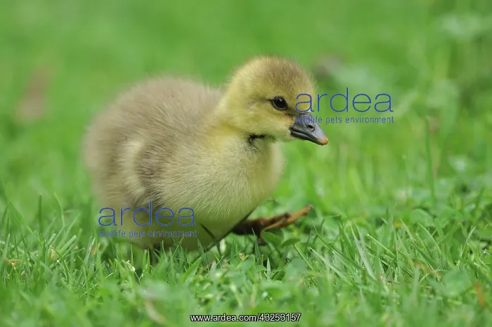 : Domestic Goose chick walking in grass - France : Domestic Goose chick walking in grass - France