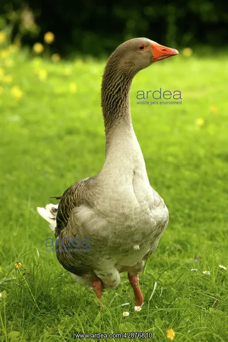 : Domestic Goose - Goose of Toulouse' : Domestic Goose - Goose of Toulouse'