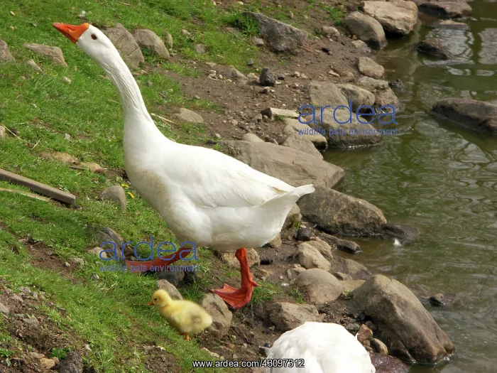 : Geese. Domestic goose with goslings : Geese. Domestic goose with goslings