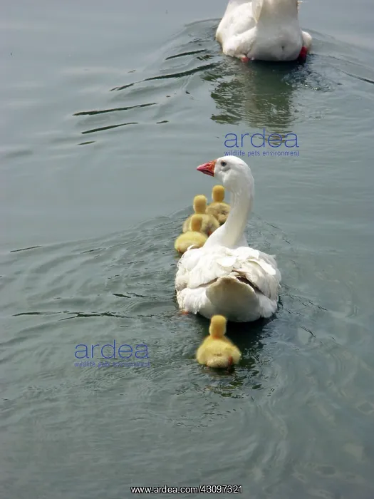 : Geese. Domestic goose with goslings : Geese. Domestic goose with goslings