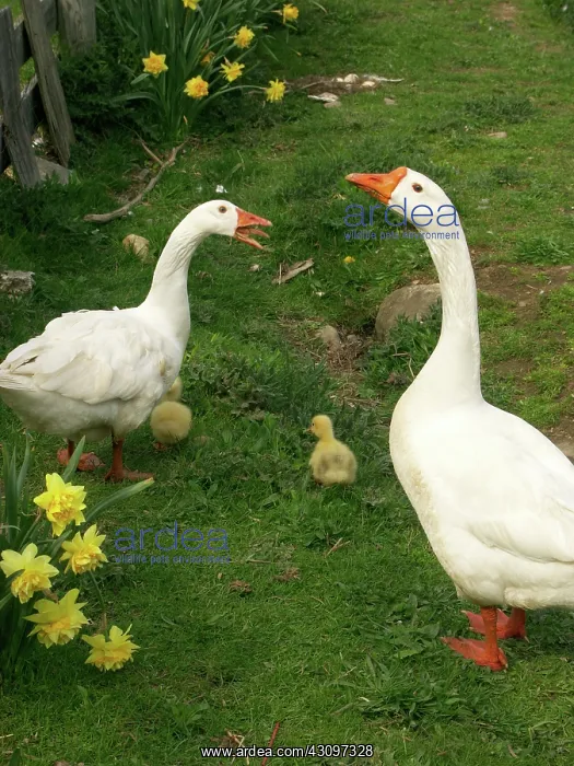 : Geese. Domestic goose with goslings : Geese. Domestic goose with goslings