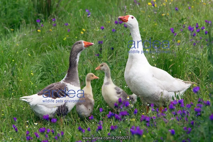 : Domestic Goose - parents with goslings Alentejo, Portugal : Domestic Goose - parents with goslings Alentejo, Portugal