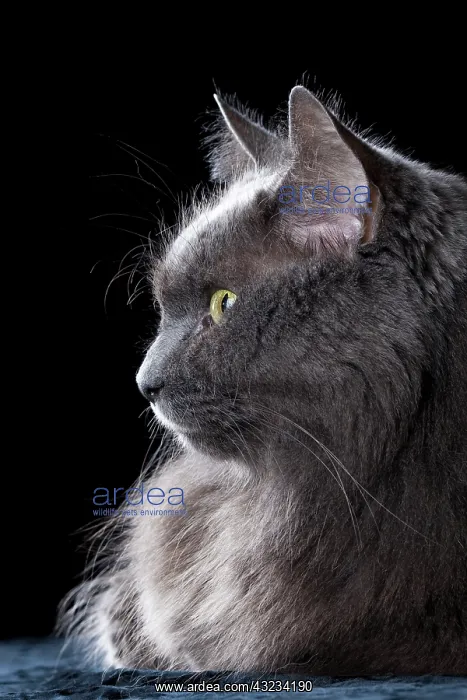 : Domestic gray, long-haired cat named Smokey : Domestic gray, long-haired cat named Smokey