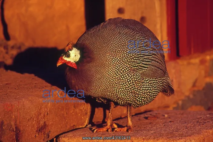 : Domestic Guinea Fowl : Domestic Guinea Fowl