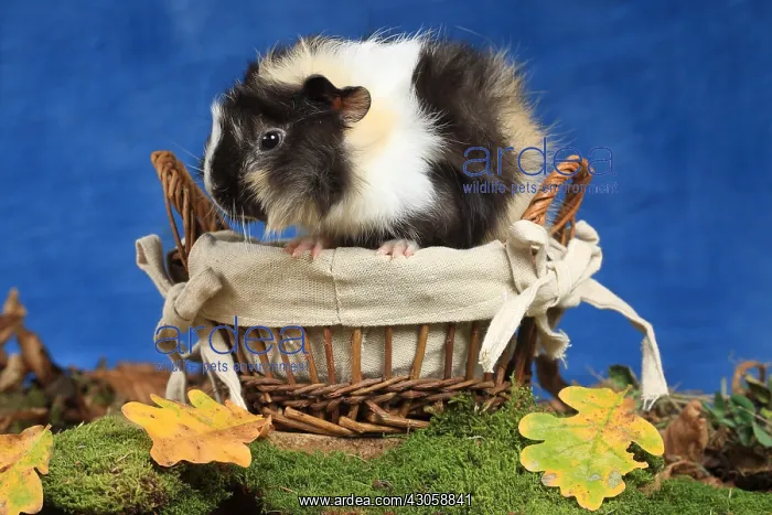 : Domestic Guinea pig in a basket in studio : Domestic Guinea pig in a basket in studio