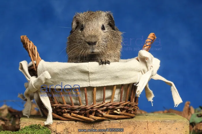 : Domestic Guinea pig in a basket in studio : Domestic Guinea pig in a basket in studio