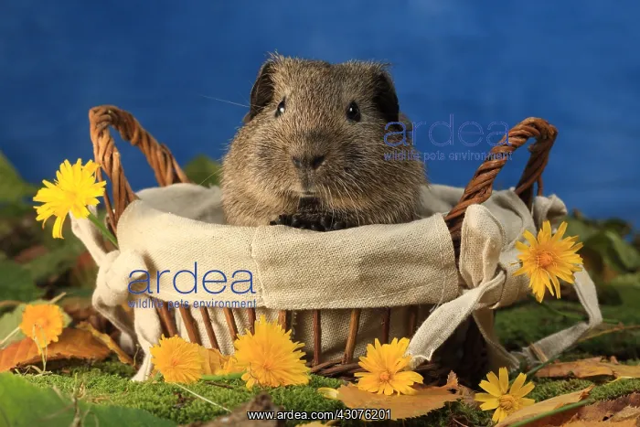 : Domestic Guinea pig in a basket in studio : Domestic Guinea pig in a basket in studio