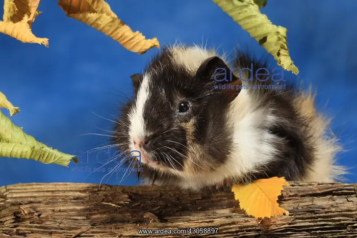 : Domestic Guinea pig in a decoration : Domestic Guinea pig in a decoration