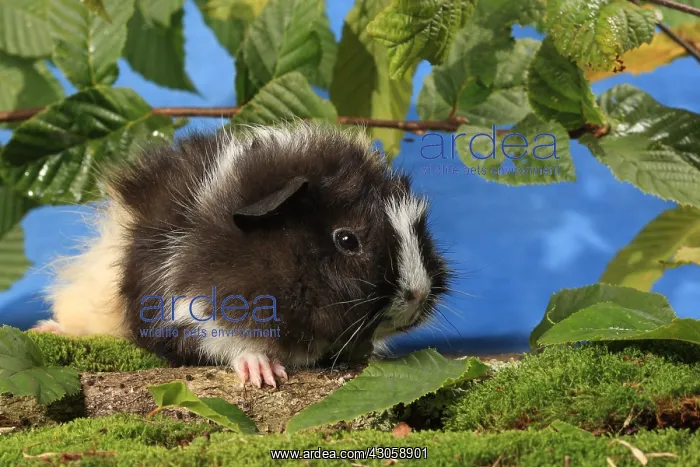 : Domestic Guinea pig in a decoration : Domestic Guinea pig in a decoration
